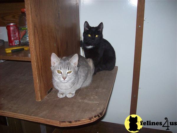 PussycatMsJane Picture 3
